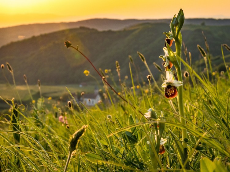 Am Kaiserstuhl, einer wunderschönen Region im Südwesten Deutschlands, kannst du die faszinierende Orchideenwelt entdecken