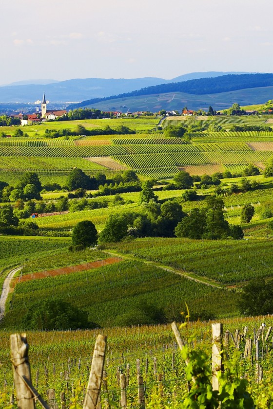Markgräflerland Schwarzwald Blick auf Ballrechten