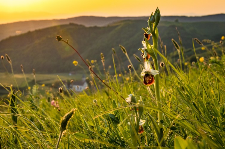 Am Kaiserstuhl, einer wunderschönen Region im Südwesten Deutschlands, kannst du die faszinierende Orchideenwelt entdecken © Naturgarten Kaiserstuhl/Schröder-Esch