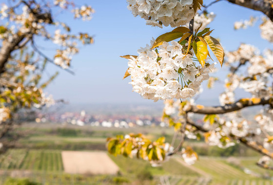 Kirschblüte Kaiserstuhl