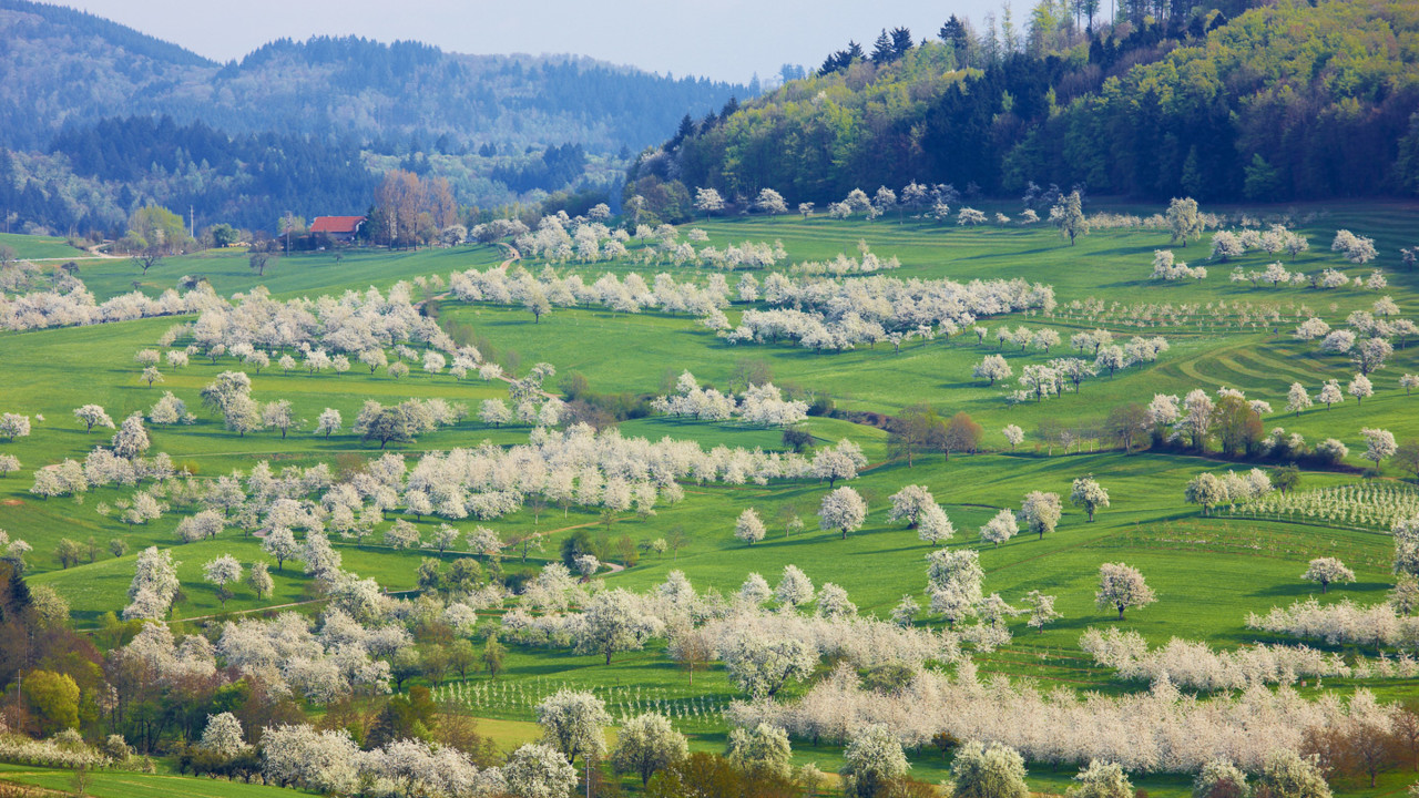 Kirschblüte im Eggener Tal © Erich Spiegelhalter/Schwarzwald Tourismus